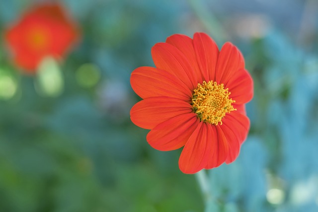 东契奇正如 东契奇正如